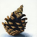 Lone Pinecone