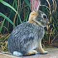 Pompey's Pillar Rabbit